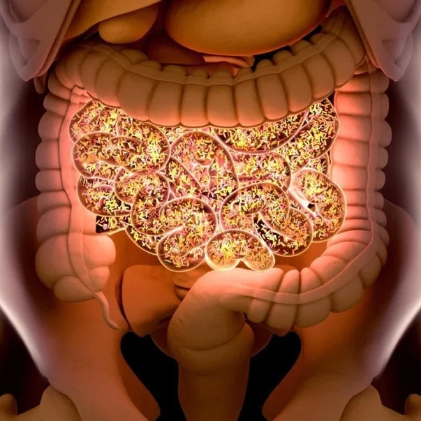 Antibiotics vs Gut Microbiome